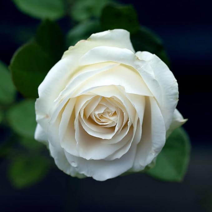 Dr Joe Lab White Rose Water Hydrosol - Pure Natural Distilled Bulgarian Rosewater Vegan Hydrating Toning Spray Mist Face Hair Skin Pores Locs Dreads - Packaging May Vary (8 oz)